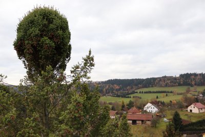 Pseudotsuga menziesii - douglaska tisolistá s čarověníkem 2021....